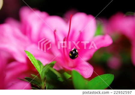 A ladybird that sticks to Satsuki A ladybird that sticks to Satsuki 22932597
