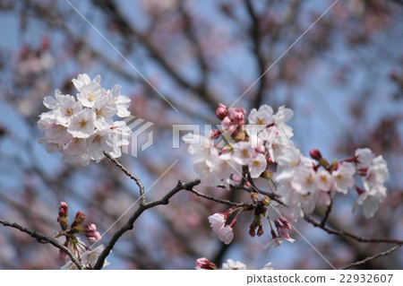櫻花春天來了 櫻花春天來了 22932607
