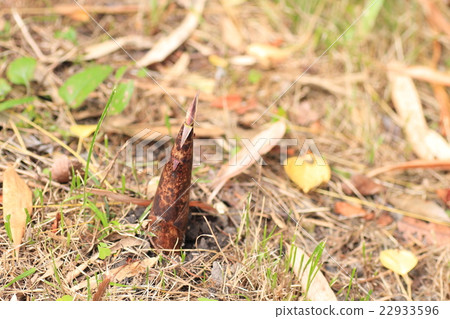 Bamboo shoot 22933596