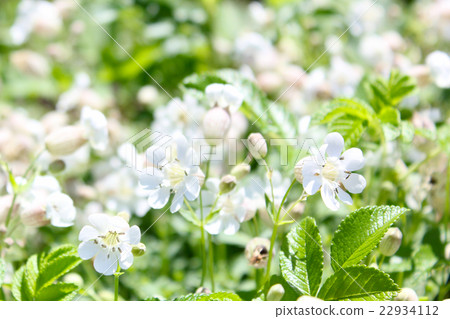 Cirene · Uniflora 22934112
