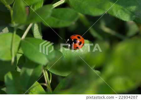Ladybird Ladybird 22934207