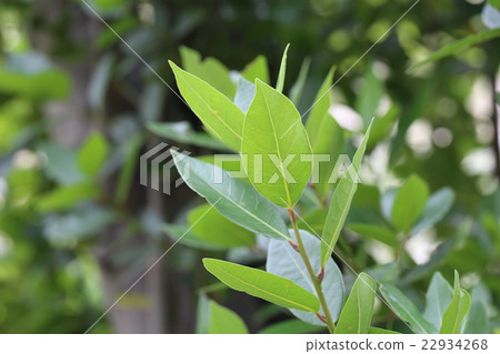 月桂樹 月桂樹 22934268