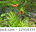 Fritillaria · Imperialis 22934333