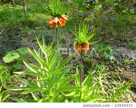 Fritillaria · Imperialis Fritillaria · Imperialis 22934333
