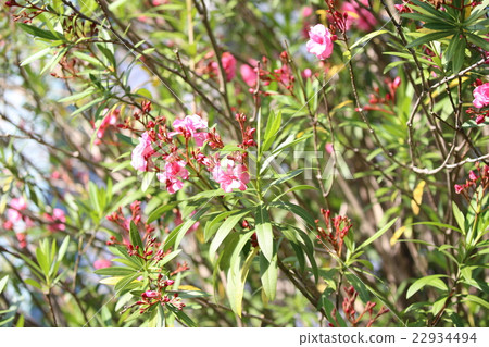 nerium oleander evergreen shrub mid height evergreen stock photo