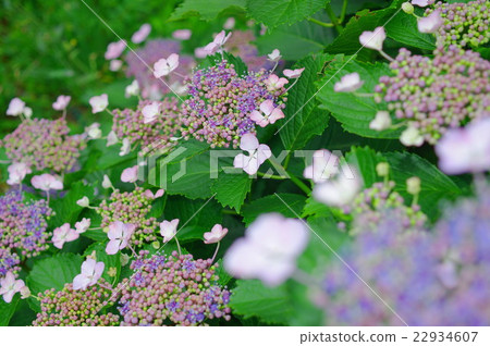 巨大的繡球花盛開 22934607