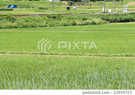 帕迪·三重縣伊賀市（六月） 22934723