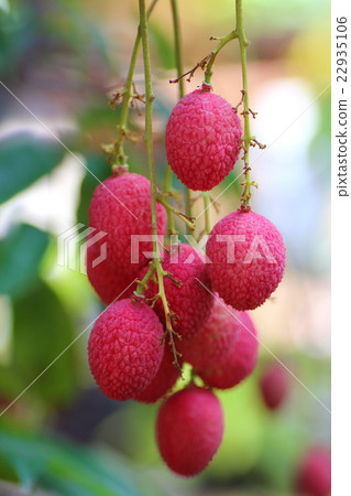 Litchi Litchi 22935106