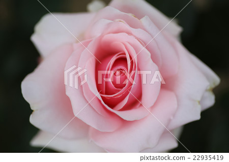 Roses of Kanayama general park 22935419