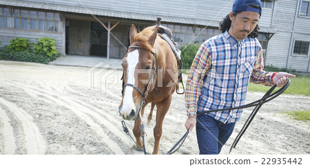 Male horse Male horse 22935442