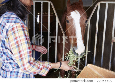 公馬飼養 公馬飼養 22935509