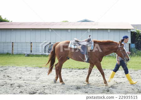 Male horse Male horse 22935515