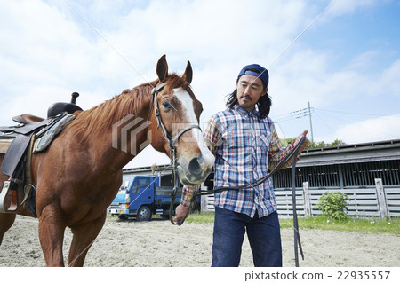 Male horse 22935557