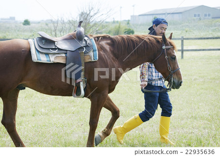 Male horse Male horse 22935636