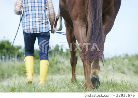 Male horse 22935679