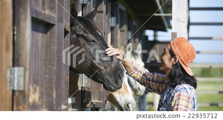 Male horse rearing 22935712