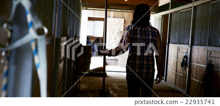 Male horse rearing 22935741