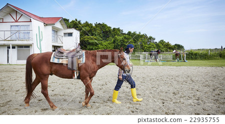 Male horse Male horse 22935755
