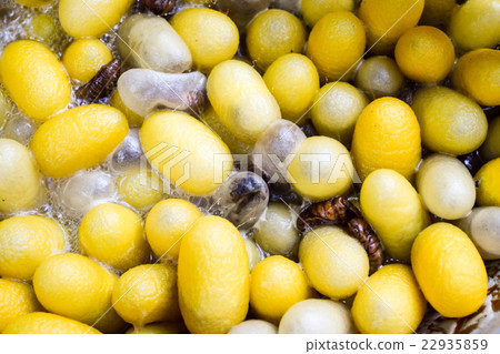 Silk worms in the traditional silk making process Silk worms in the traditional silk making process 22935859