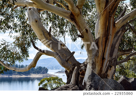 Alpine 'Snow Gum' on the shores of Lake Jindabyne Alpine 'Snow Gum' on the shores of Lake Jindabyne 22935860