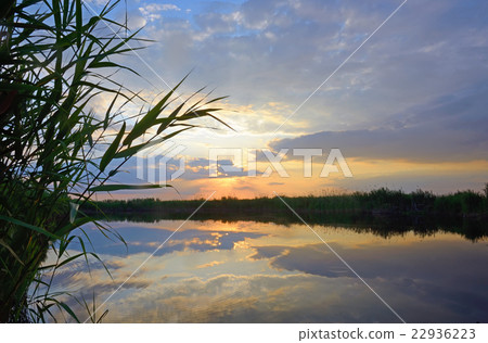 Reed against the sunset Reed against the sunset 22936223