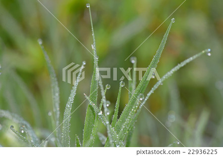 Dew drops on green grass Dew drops on green grass 22936225