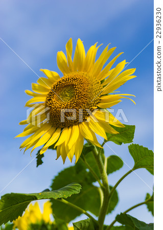Sunflower (Zama, Kurihara) Sunflower (Zama, Kurihara) 22936230