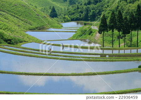 Sanda's rice planting landscape Ⅲ 22936459