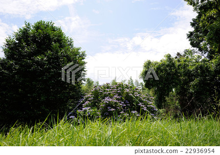 Early summer blue sky and green 22936954
