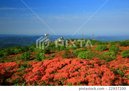Azalea of Mt. 22937200