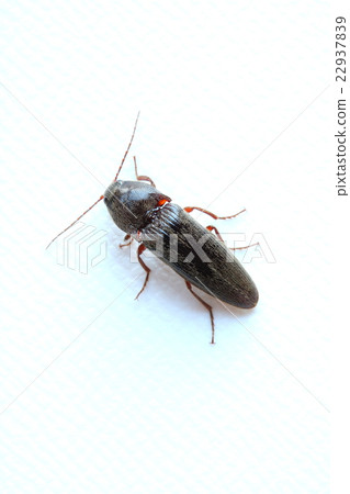 Click beetle 22937839