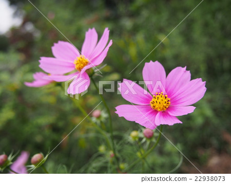 Cosmos autumn cherry blossoms 22938073