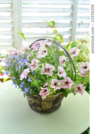 Petunia and Lobelia basket 22938208