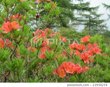 Ranged azalea of Yu no Maru plateau 22938254