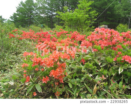 Ranged azalea of Yu no Maru plateau Ranged azalea of Yu no Maru plateau 22938265