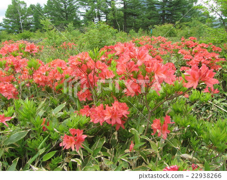 Ranged azalea of Yu no Maru plateau Ranged azalea of Yu no Maru plateau 22938266