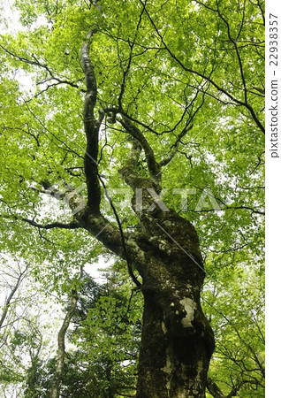 新鮮的綠色山毛櫸 22938357