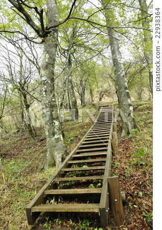 Staircase in Tanzawa Forest Staircase in Tanzawa Forest 22938364