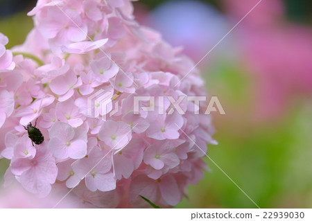 繡球花和蟲草 22939030