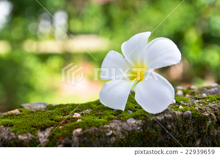 Plumeria on the green moss wall 22939659