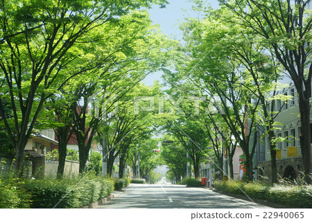 Zelkova tree-lined avenue 22940065