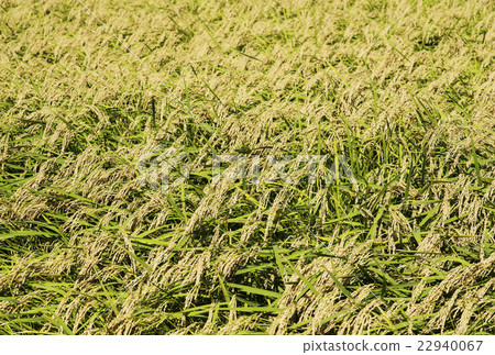 Good harvest of rice 22940067