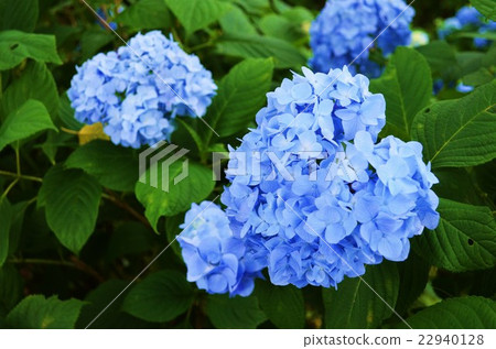 Hydrangea Hydrangea 22940128