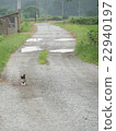 貓和碎石路 22940197