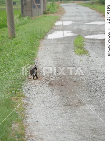 農場公路和貓和雨 22940198