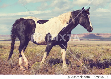 Horse Horse 22940295