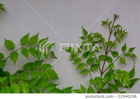 Leaves in wall Leaves in wall 22940296