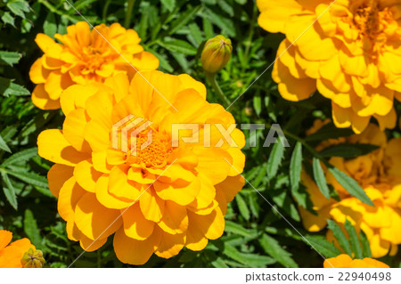 [Kanagawa] Marigold 22940498