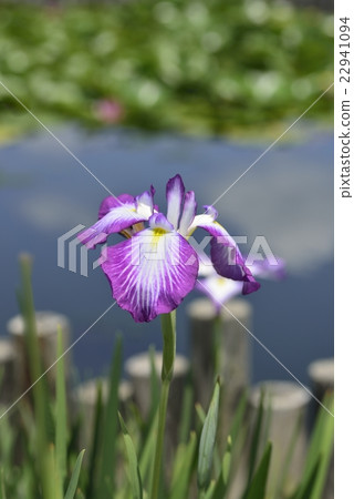 鳶尾花 22941094