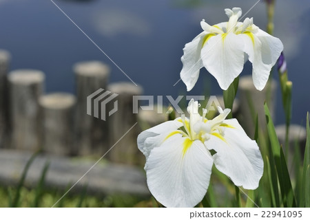 鳶尾花 鳶尾花 22941095